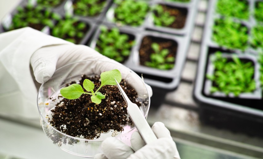 Das geltende Gentechnikrecht entspricht weder dem aktuellen Stand wissenschaftlicher Erkenntnisse noch dem Stand der Technik. © sinitar - stock.adobe.com