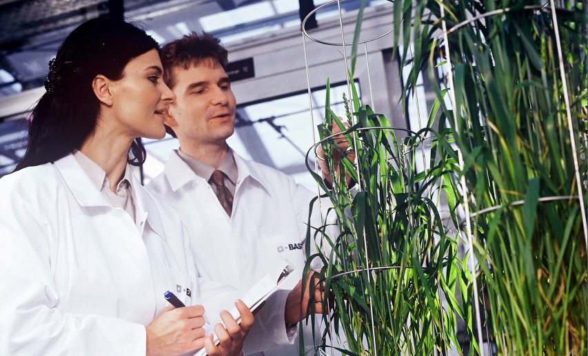 Viele Pflanzenerzeugnisse aus moderner Züchtung haben schon jetzt das Potenzial, zu einem widerstandsfähigeren und nachhaltigeren Agrar- und Lebensmittelsystem beizutragen. © BASF Viele Pflanzenerzeugnisse aus moderner Züchtung haben schon jetzt das Potenzial, zu einem widerstandsfähigeren und nachhaltigeren Agrar- und Lebensmittelsystem beizutragen. © BASF