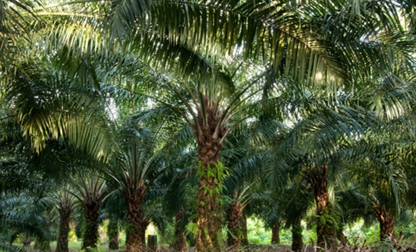 Wichtiger Nutzer – die deutsche Chemie setzt 14 Prozent des Palmöls und 76 Prozent des Palmkernöls ein, das in Deutschland verbraucht wird. - Foto: © ThKatz - Fotolia.com