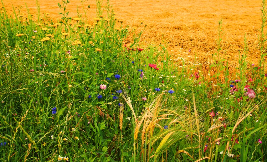 Blühstreifen sind ein Beispiel für Biodiversitätsfördermaßnahmen. © Christine/stock.adobe.com