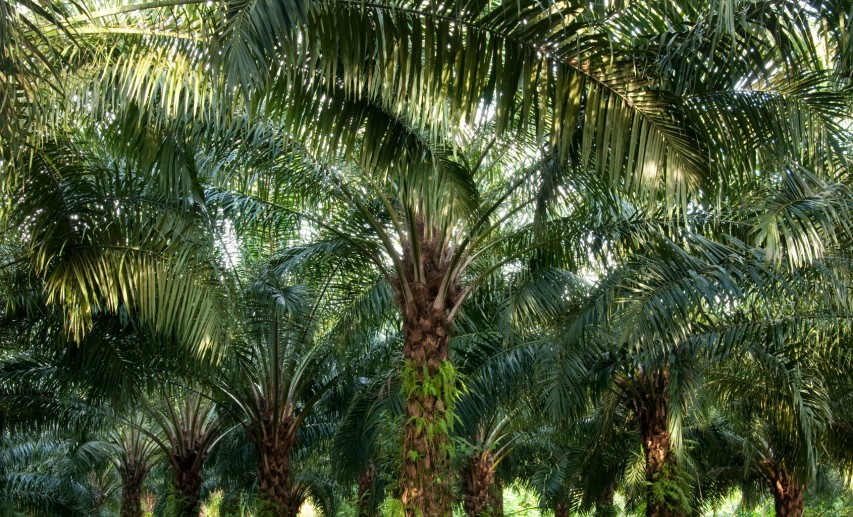 Palmölproduktion im Fokus: Die EU-Entwaldungsverordnung soll den Import entwaldungsfreier Rohstoffe sichern. © ThKatz/Fotolia.com