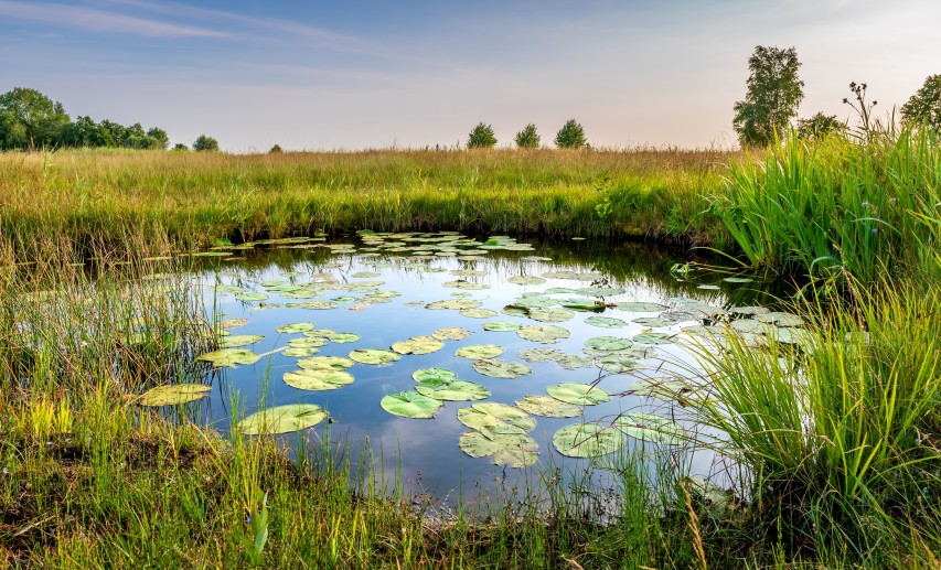 Auswirkungen des eigenen Handelns auf die Biodiversität ermitteln und Lösungen entwickeln – dabei unterstützt die Toolbox Biodiversität Unternehmen der chemisch-pharmazeutischen Industrie. © JasperSuijten/stock.adobe.com